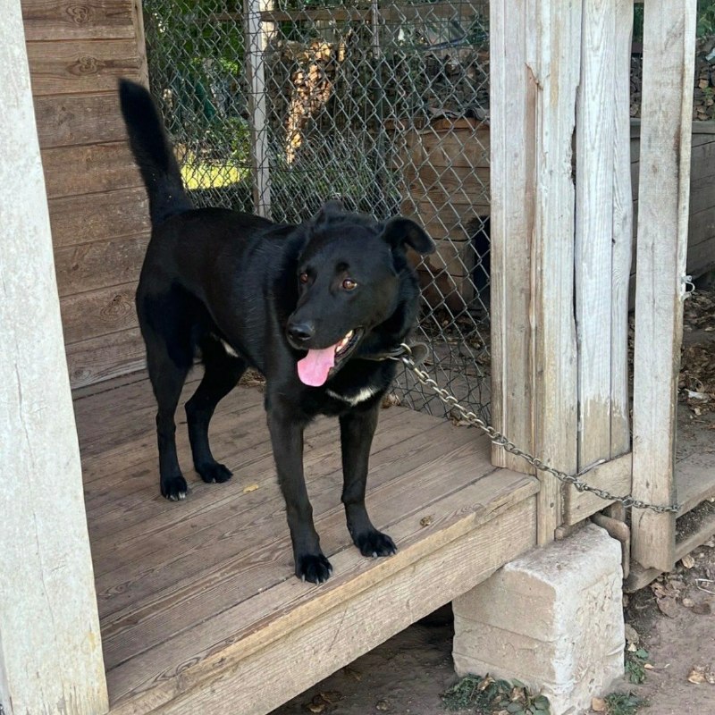 Lost black dog, метис in Druzhnaya Gorka — identification photo, lost & found pet database Pathfinder
