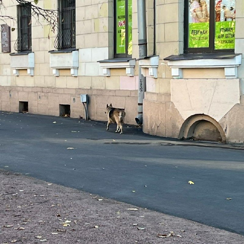 Found dog, овчарка in Saint Petersburg — identification photo, lost & found pet database Pathfinder