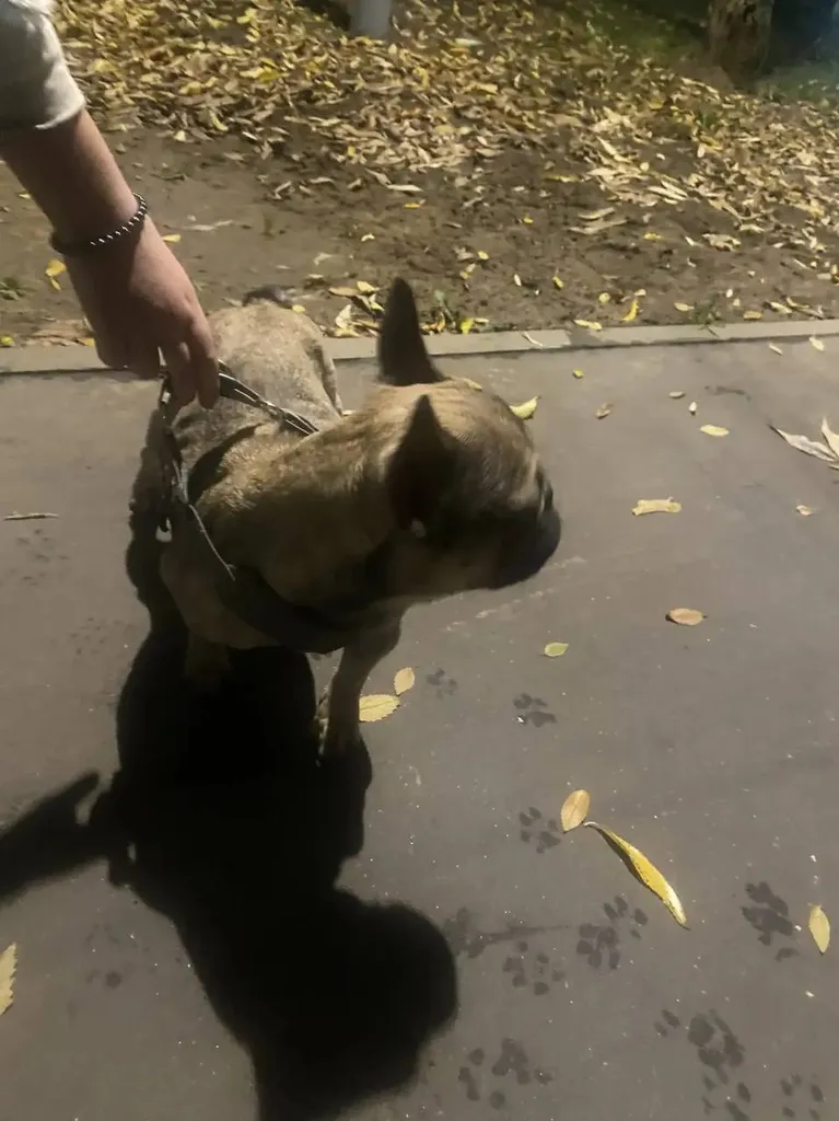 Found dog, французский бульдог in Reutov — identification photo, lost & found pet database Pathfinder
