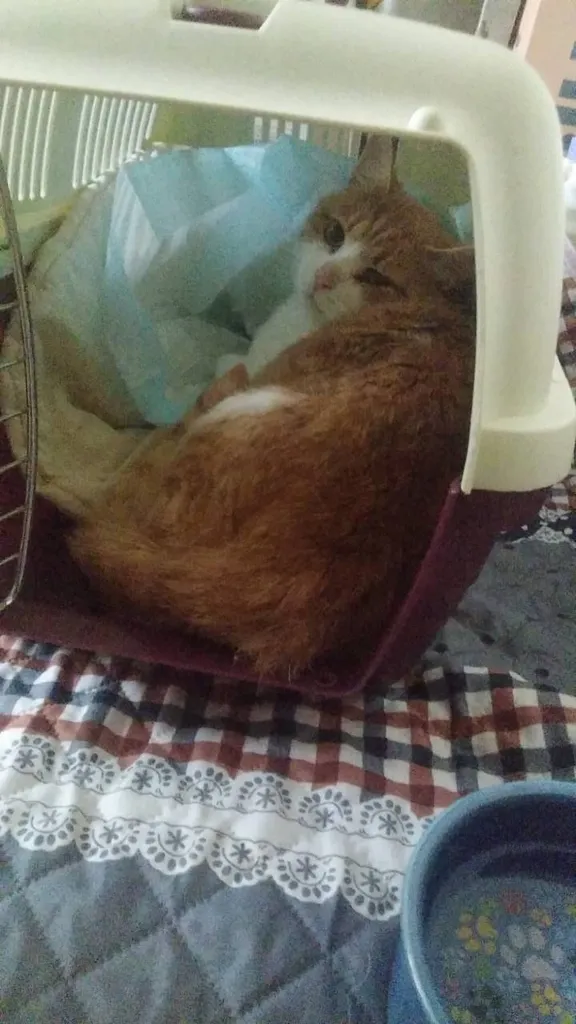 Lost cat in Moscow — identification photo, lost & found pet database Pathfinder