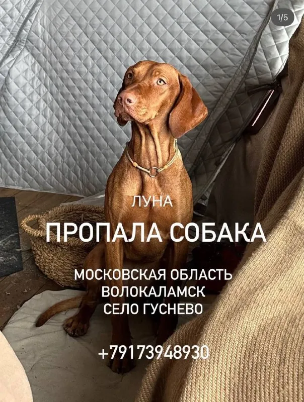 Lost brown dog in Matrenino — identification photo, lost & found pet database Pathfinder