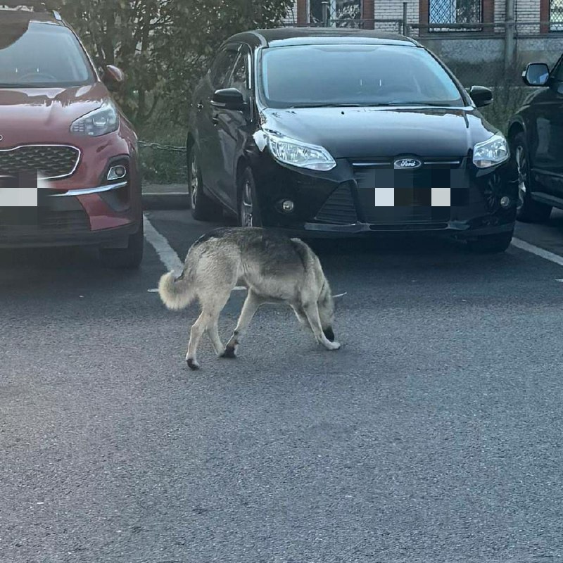Found gray dog, метис овчарки in Saint Petersburg — identification photo, lost & found pet database Pathfinder