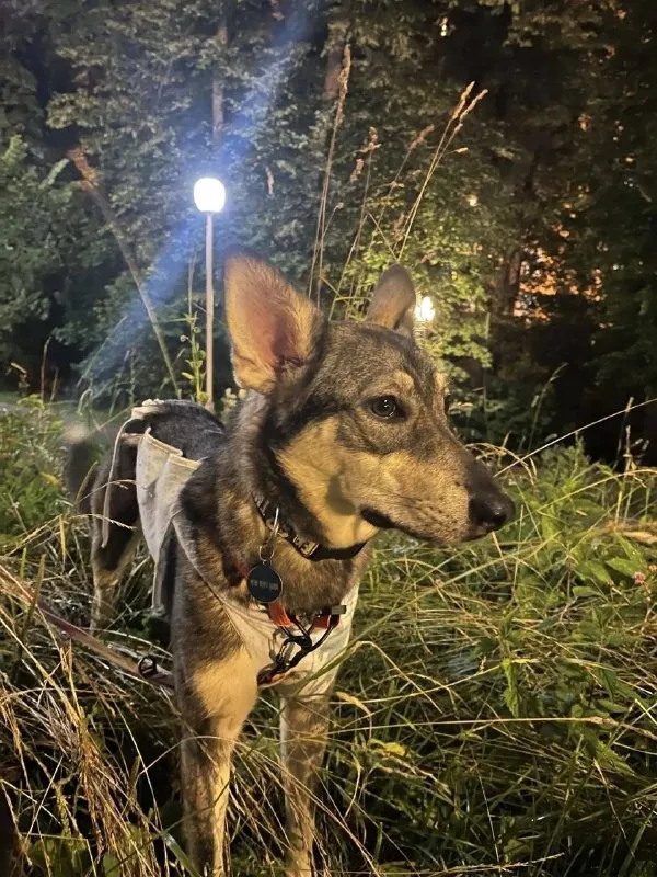 Lost cream dog in Kommunarka — identification photo, lost & found pet database Pathfinder