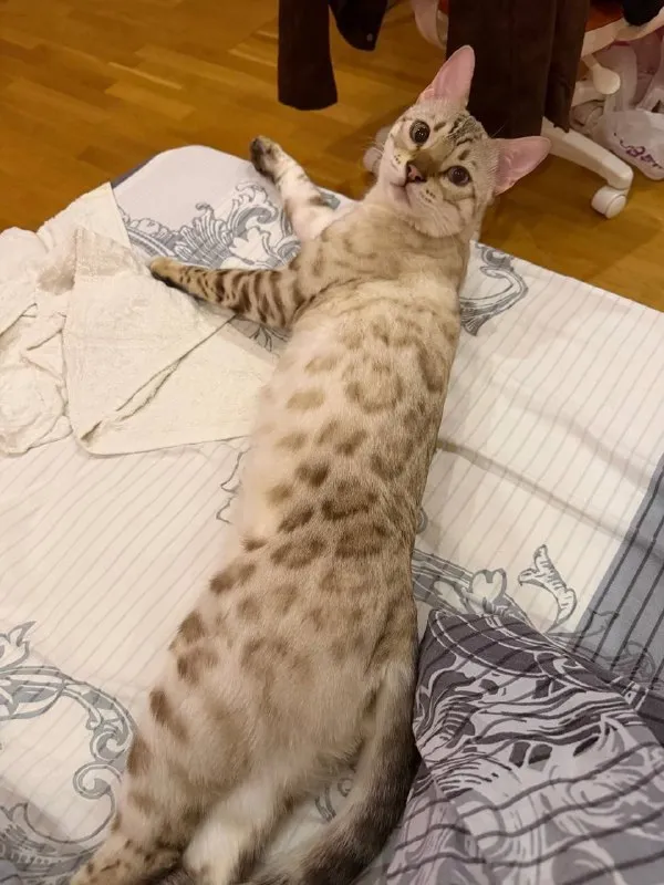 Lost cream cat, бенгал in Odintsovo — identification photo, lost & found pet database Pathfinder