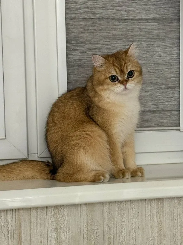 Lost cream cat, британец золотая шиншилла in Kratovo — identification photo, lost & found pet database Pathfinder