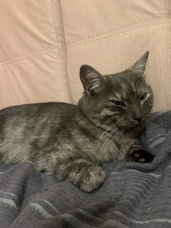Found gray cat in Verkhnyaya Pyshma — identification photo, lost & found pet database Pathfinder