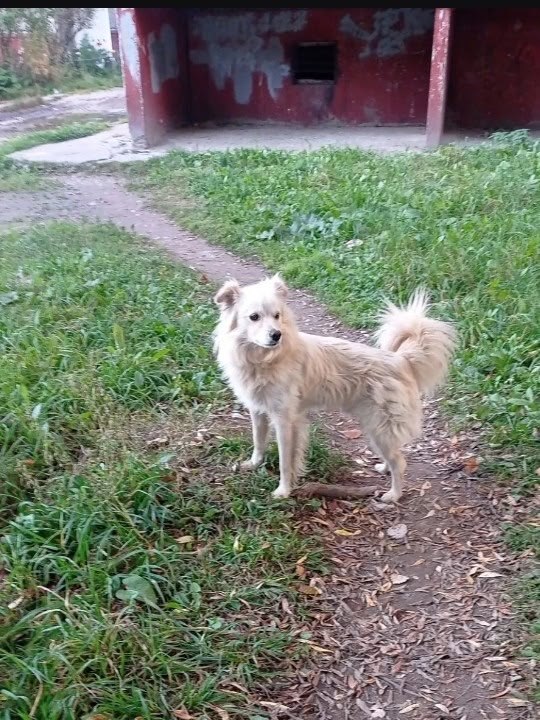 Found cream dog in Perm — identification photo, lost & found pet database Pathfinder