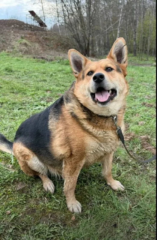 Lost cream dog in Ostankino — identification photo, lost & found pet database Pathfinder