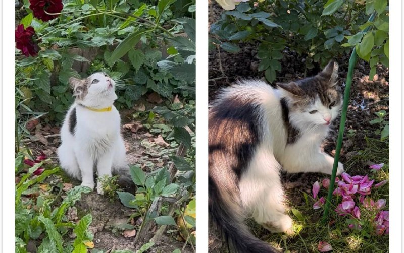 Lost white cat in Chashnikovo — identification photo, lost & found pet database Pathfinder