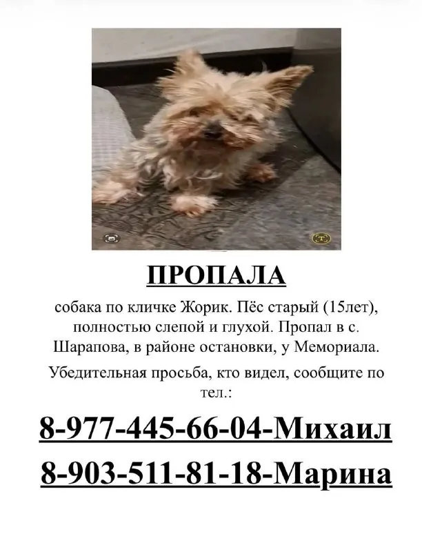 Lost brown dog, йоркширский терьер in Sharapovo — identification photo, lost & found pet database Pathfinder