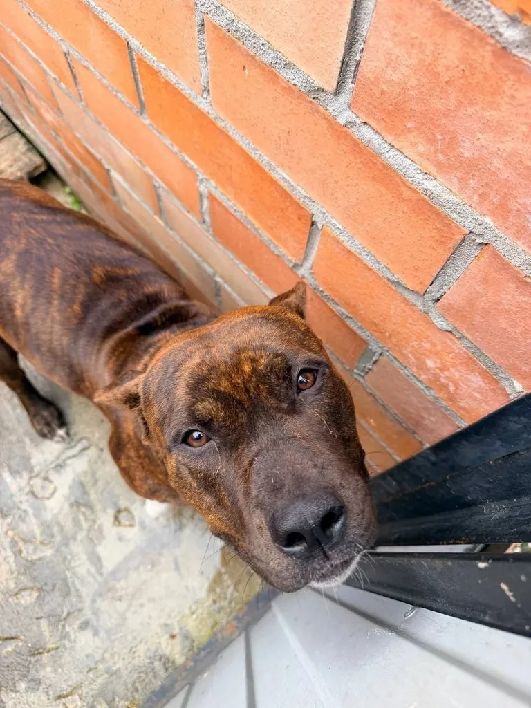 Found dog in Moscow — identification photo, lost & found pet database Pathfinder