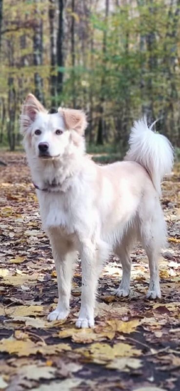 Lost cream dog, метис in Khimki — identification photo, lost & found pet database Pathfinder