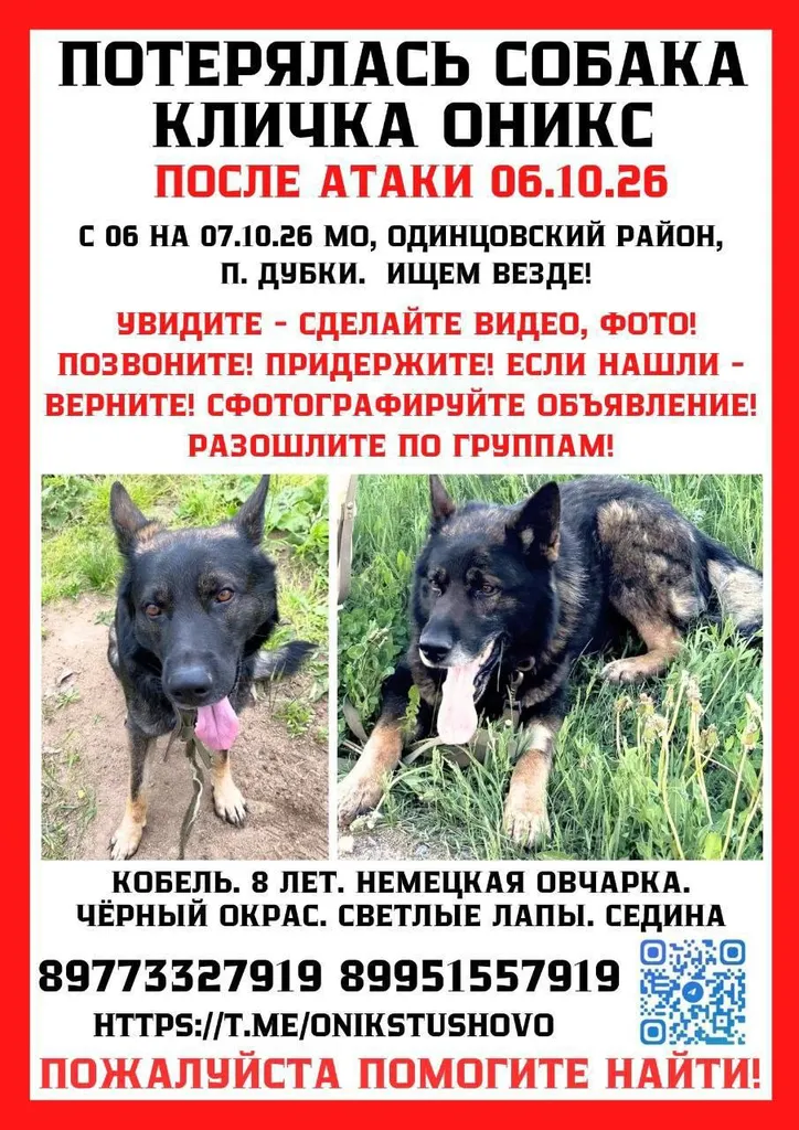 Lost dog, немецкая овчарка in Dubki — identification photo, lost & found pet database Pathfinder