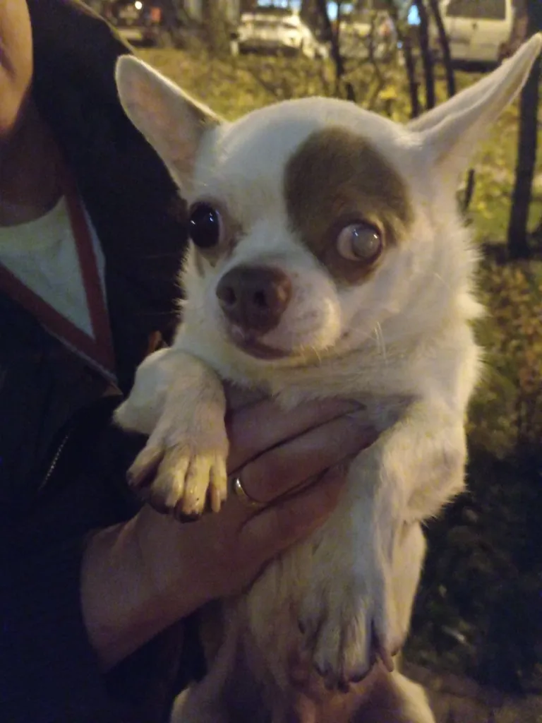 Found dog, чихуахуа in Volodarskogo — identification photo, lost & found pet database Pathfinder