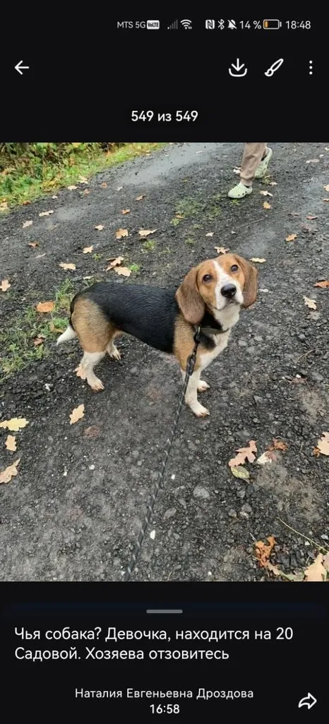 Found dog, бигль in Krasnaya Gorka — identification photo, lost & found pet database Pathfinder