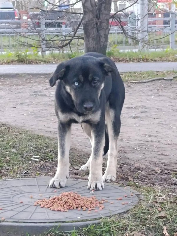 Found fawn dog in Yekaterinburg — identification photo, lost & found pet database Pathfinder