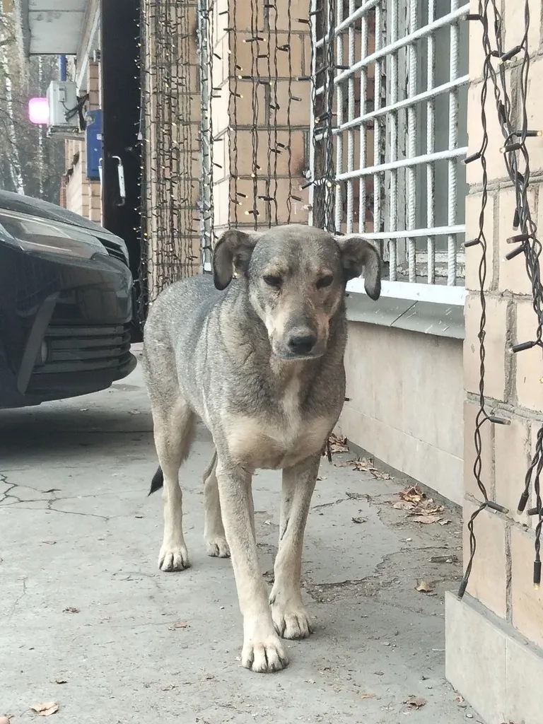 Found cream dog, дворняжка in Troitsk — identification photo, lost & found pet database Pathfinder