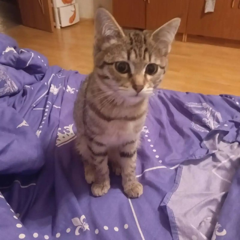 Found brown cat in Yekaterinburg — identification photo, lost & found pet database Pathfinder