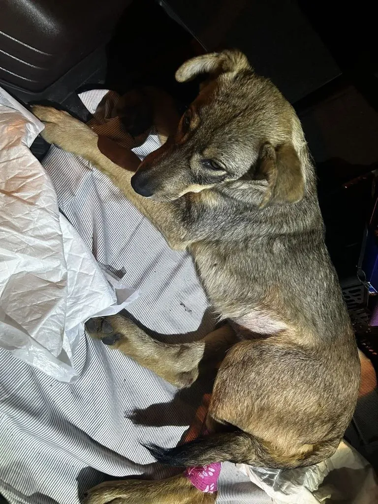 Found dog, метис in Chekhov — identification photo, lost & found pet database Pathfinder