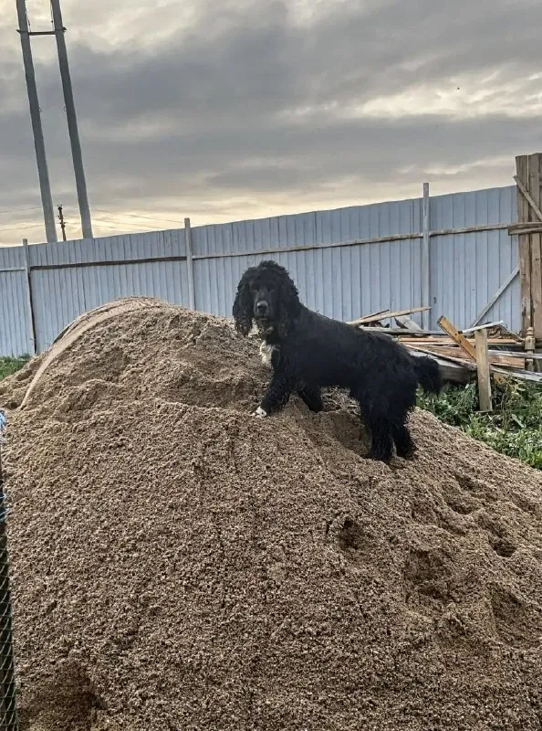 Lost black dog, русский охотничий спаниель in Volokolamsk — identification photo, lost & found pet database Pathfinder
