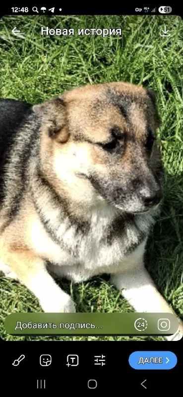 Lost cream dog in Dmitrovskiy — identification photo, lost & found pet database Pathfinder