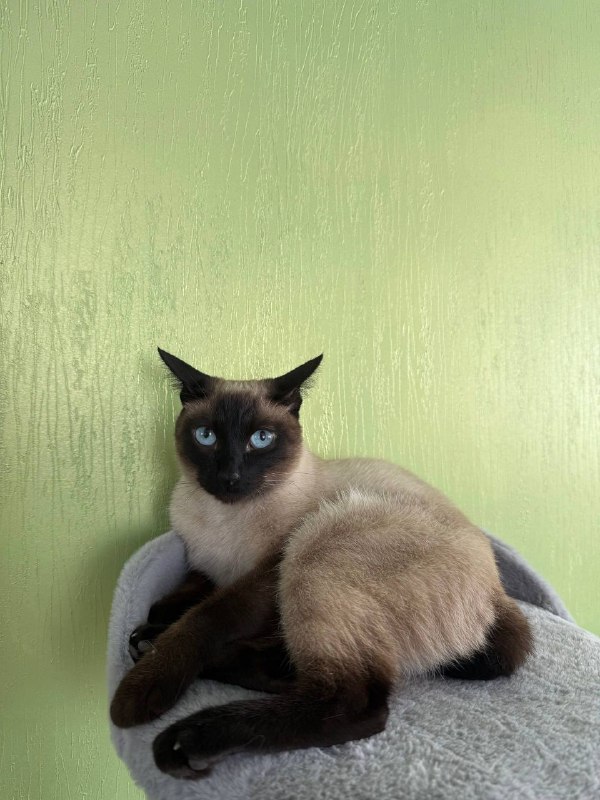 Lost cream cat, меконгский бобтейл in Zheleznodorozhnyy — identification photo, lost & found pet database Pathfinder
