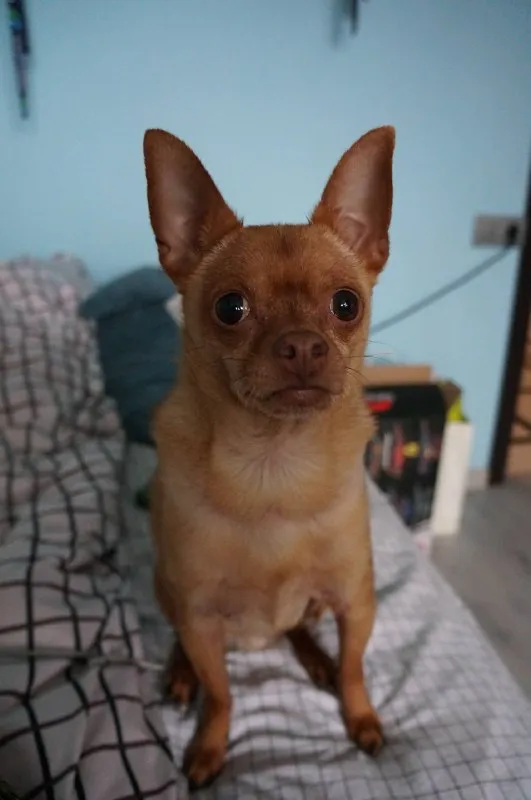 Lost ginger dog, той терьер in Krasnogorsk — identification photo, lost & found pet database Pathfinder