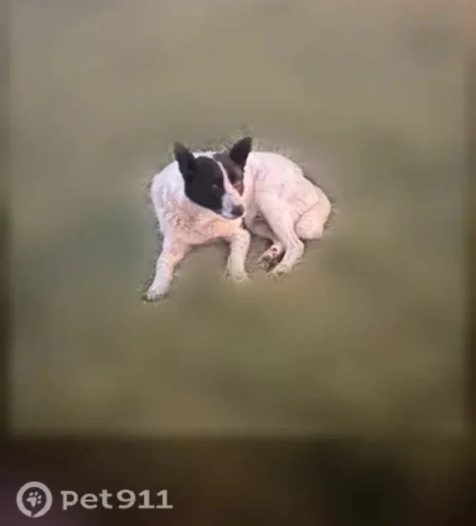 Found dog in Zelenograd — identification photo, lost & found pet database Pathfinder