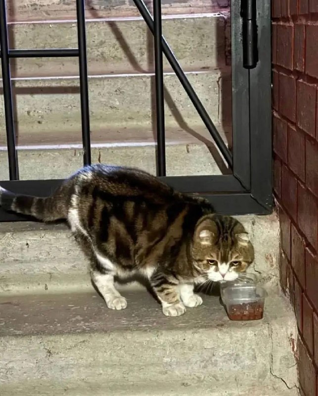 Found brown cat, шотландская / британская in Yekaterinburg — identification photo, lost & found pet database Pathfinder