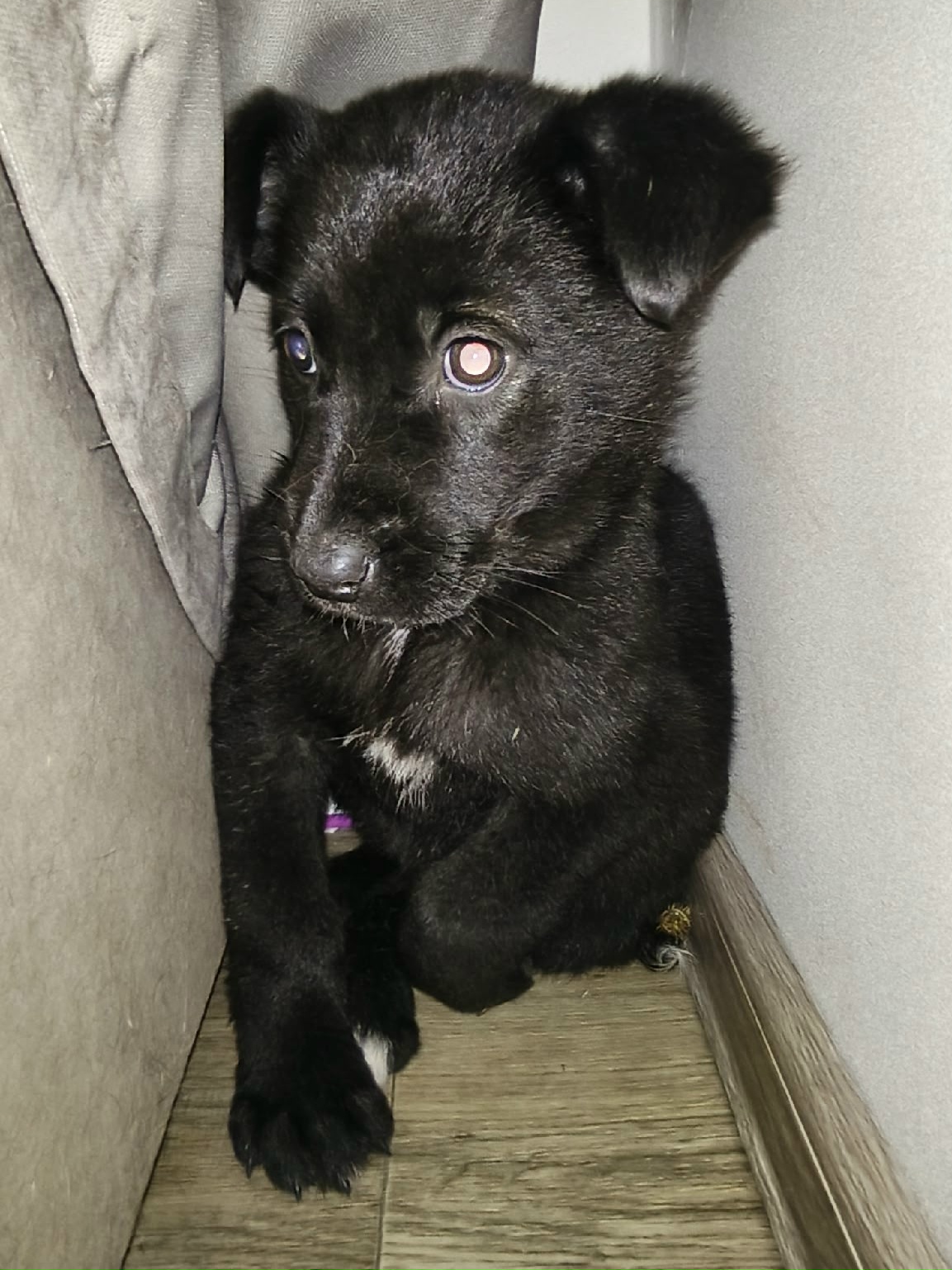 Found black dog in Novosibirsk — identification photo, lost & found pet database Pathfinder