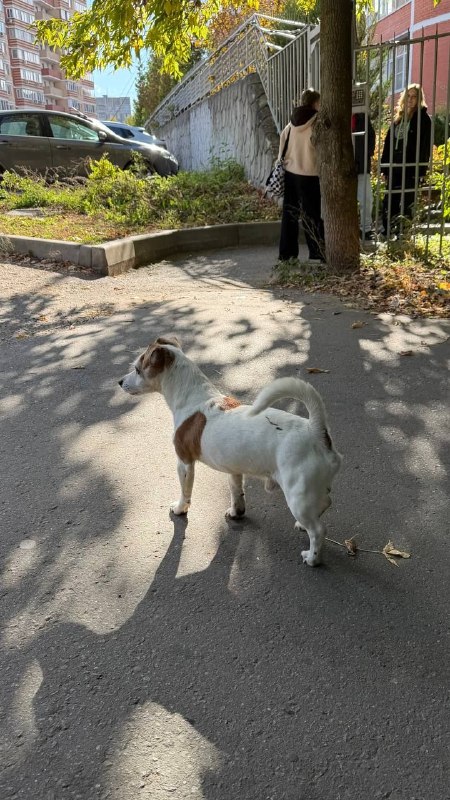 Found white dog, джек рассел in Balashikha — identification photo, lost & found pet database Pathfinder