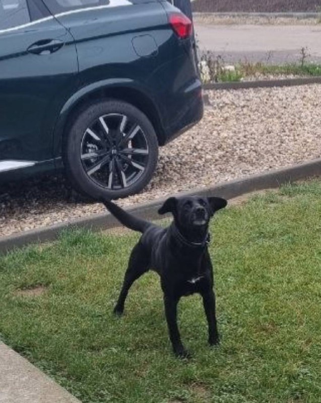 Found black dog in Nefedevo — identification photo, lost & found pet database Pathfinder