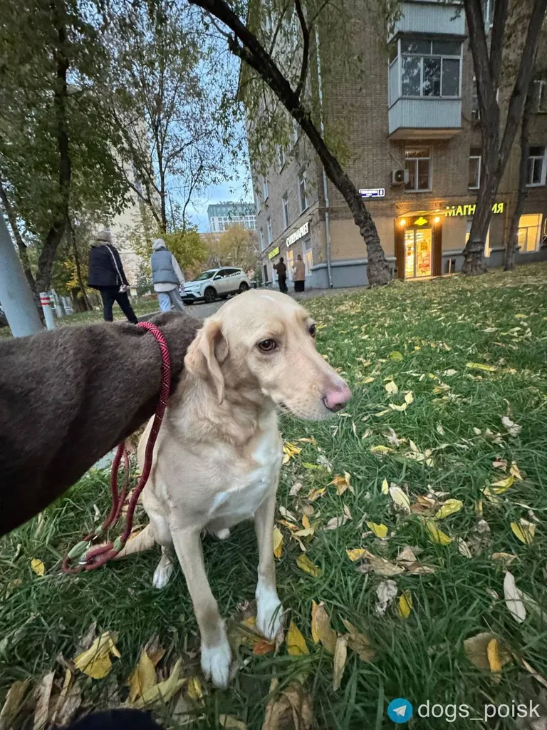 Found dog in Presnenskiy Rayon — identification photo, lost & found pet database Pathfinder