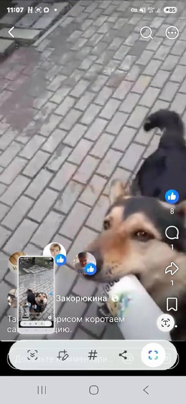 Lost dog in Nosovo — identification photo, lost & found pet database Pathfinder