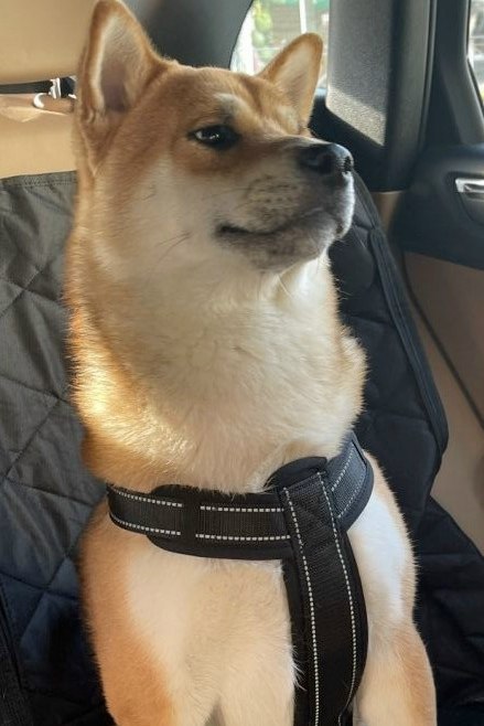 Lost white dog, сиба-ину in Mytishchi — identification photo, lost & found pet database Pathfinder