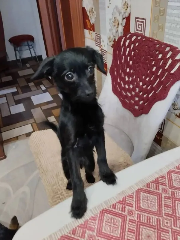 Lost black dog in Pervouralsk — identification photo, lost & found pet database Pathfinder