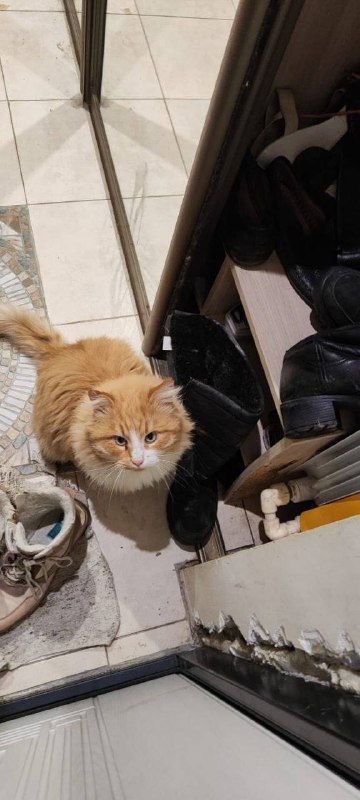 Lost white cat, метис мейн-куна in Lyubertsy — identification photo, lost & found pet database Pathfinder