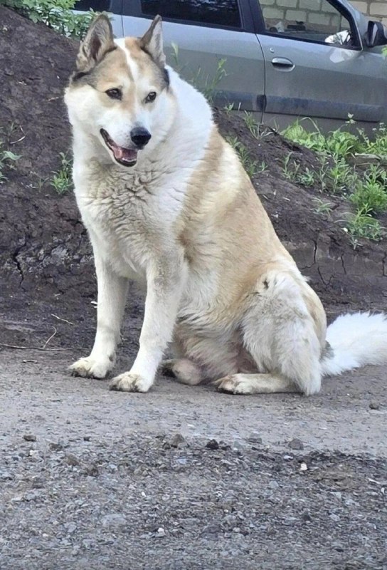 Lost white dog, лайка in Volgograd — identification photo, lost & found pet database Pathfinder