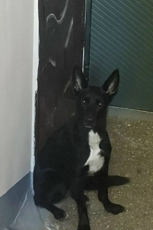 Adoptable black dog in Perm — identification photo, lost & found pet database Pathfinder