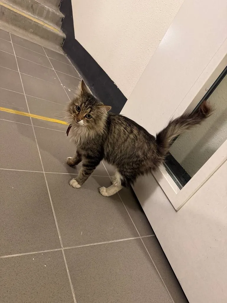 Found cat, метис in Moscow — identification photo, lost & found pet database Pathfinder