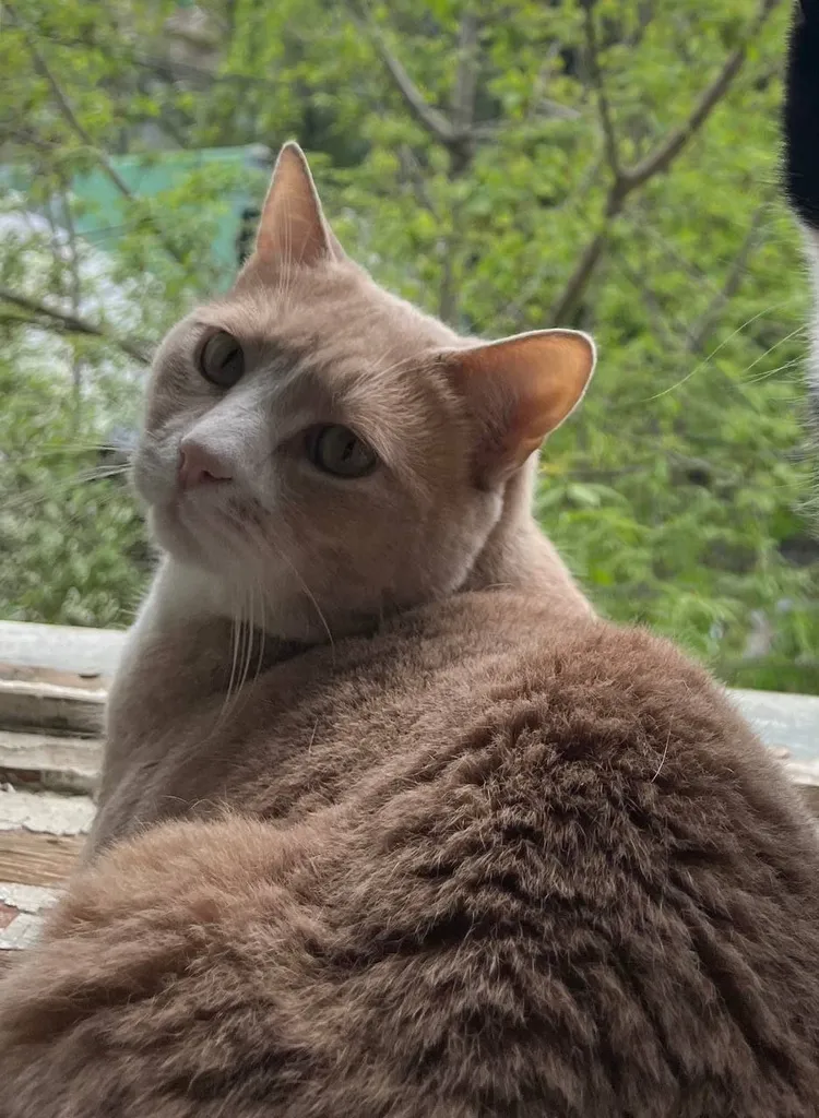 Lost cat in Kraskovo — identification photo, lost & found pet database Pathfinder