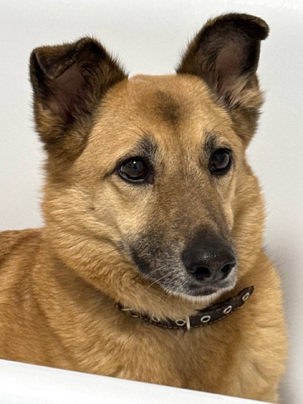 Lost ginger dog in Bronnitsy — identification photo, lost & found pet database Pathfinder