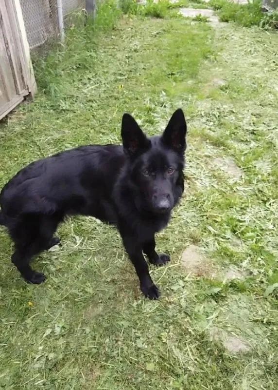 Lost black dog, немецкая овчарка in Aramil — identification photo, lost & found pet database Pathfinder