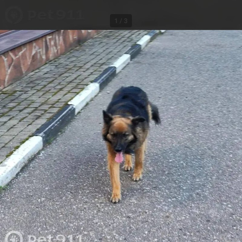 Lost ginger dog in Vidnoe — identification photo, lost & found pet database Pathfinder