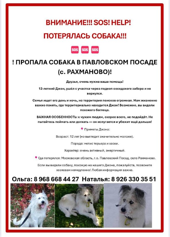 Lost white dog, метис терьера и хаски in Pavlovskiy Posad — identification photo, lost & found pet database Pathfinder