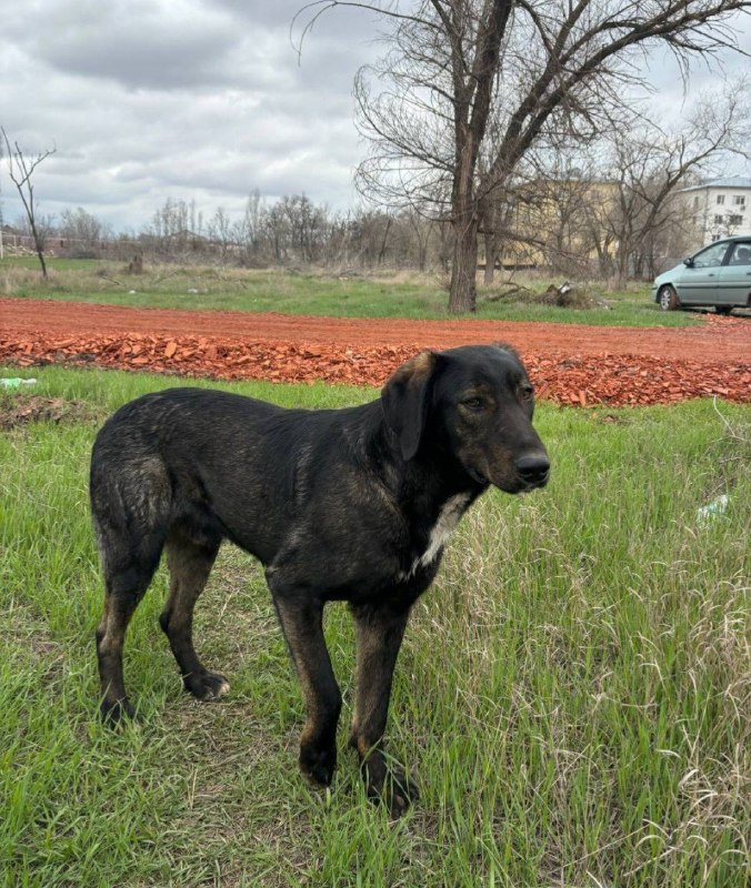 Lost black dog in Volgograd — identification photo, lost & found pet database Pathfinder