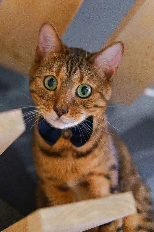 Adoptable brown cat in Nizhny Novgorod — identification photo, lost & found pet database Pathfinder