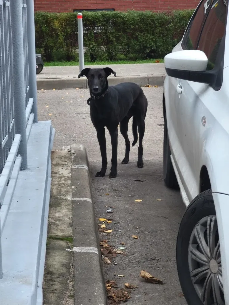 Found dog, гончая in Krasnogorsk — identification photo, lost & found pet database Pathfinder
