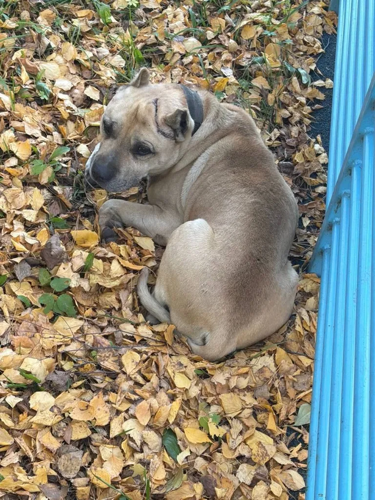 Found dog, питбуль in Marusino — identification photo, lost & found pet database Pathfinder