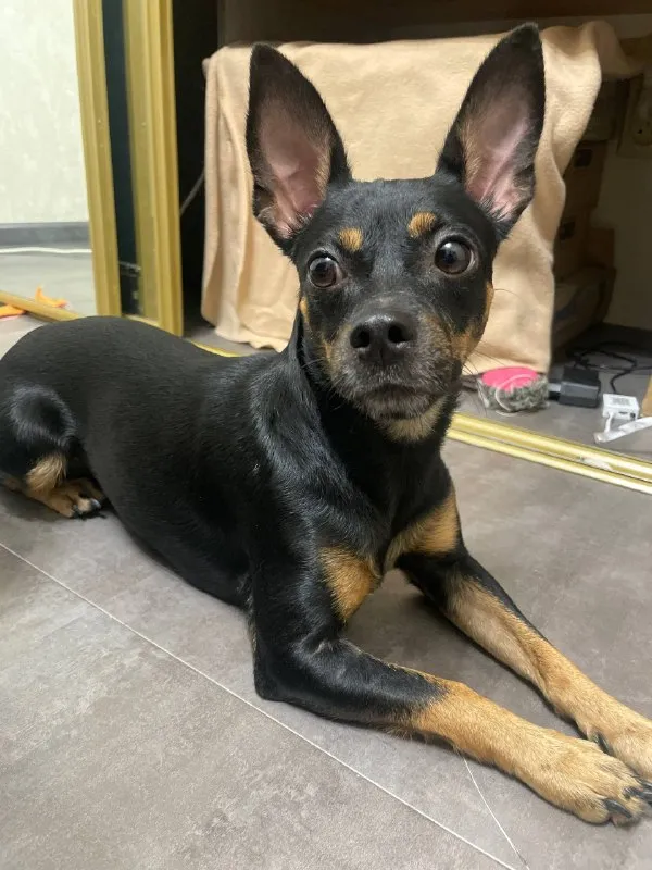 Adoptable black dog, английский той терьер in Omsk — identification photo, lost & found pet database Pathfinder